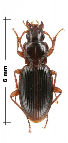 Réf. 180 979 : Pterostichus amoenus